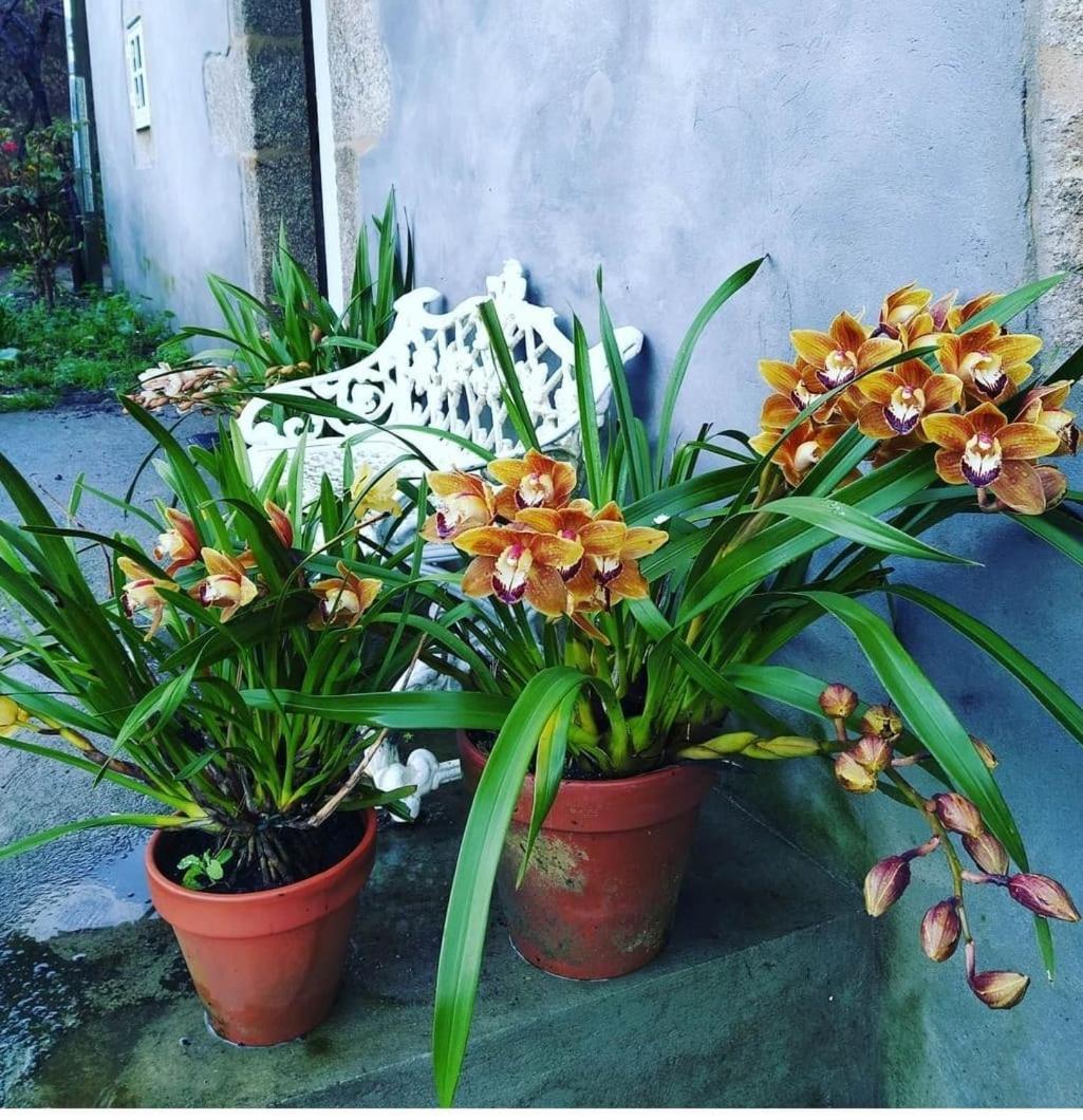 A Casa Da Parrula Leilighet Santiago de Compostela Eksteriør bilde